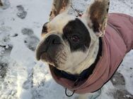 Französische Bulldogge (weiblich) sucht ihr Zuhause - Mittweida