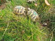 Testudo hermanni boettgeri Nachzuchten (24 u. älter) - Bernburg (Saale) Zentrum
