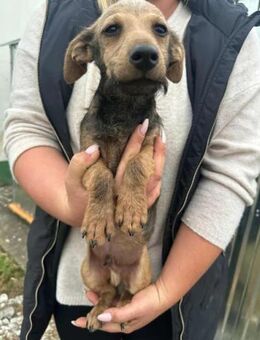 Soma wartet auf ihre ersten Abenteuer - Nordwalde