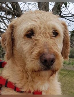 Thor sucht Menschen mit Geduld und Herz - Laatzen