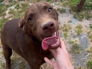 Labrador Welpen - Zwenkau