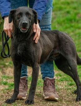 Askan von kettenlos - Bollingstedt