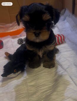 Yorkshire Terrier - Recklinghausen