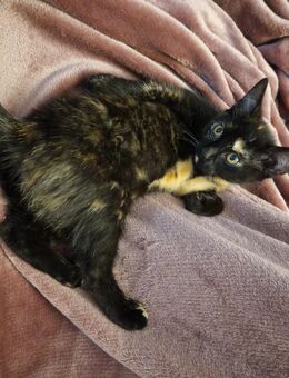 British Kurzhaar-Mix abzugeben - Meppen