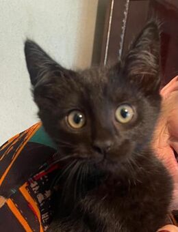 Zorro sucht ein Zuhause - Olfen