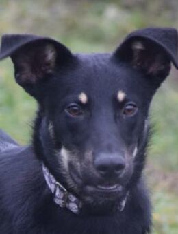 Dobby - freundlich und verschmust - Lohmar