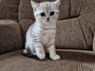 Bildhübsches BKH Kitten ab sofort abzugeben - Fürth