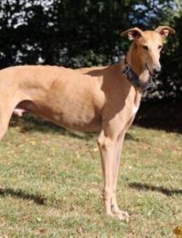 Timón - charmanter Galgo sucht dich - Balingen