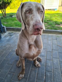 Weimaraner Rüde - Neumünster