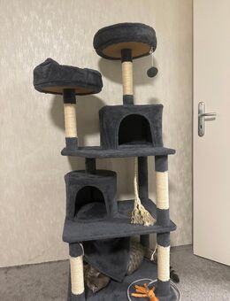 Leoo hübscher Kater kastriert - Gelsenkirchen