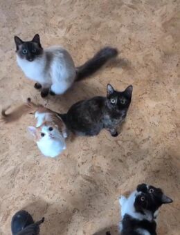 Katzen/Kater abzugeben - Landau (Pfalz)