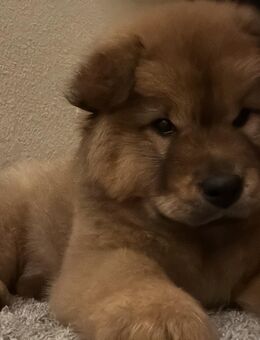 Chow Chow Welpe (Mädchen) - Pinneberg