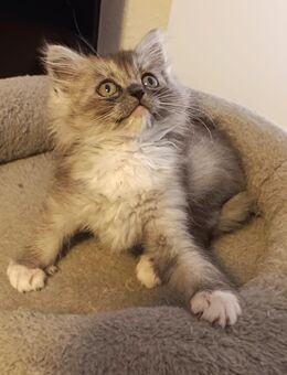 Süße Maine-Coon - Ragdoll Mix Katzenbabys, Babykatzen, Kitten, Katzen Perserkatze, cats - Berlin Steglitz-Zehlendorf