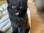 Kitten zu verkaufen - Babykatze EU Kurzhaar Tiger - Ostrach