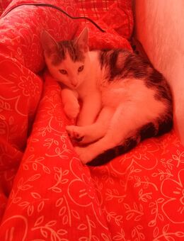 Zwei kleine Kätzchen - Itzehoe