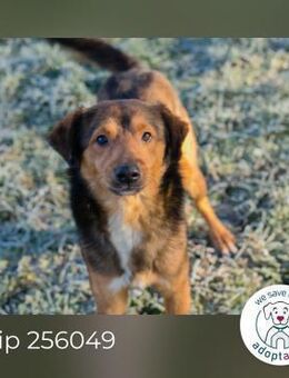 Chip 256049 sucht ein Zuhause - Kirchzell