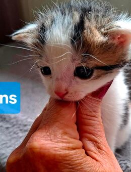🐱Katzenbabys 3 Wochen 🐱 - Saarbrücken