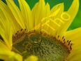 Kleine Gelbe Sonnenblume Sunspot Sonnenblumensamen Sonnenblume kleine gelbe Blüten Bienenfreund unverzweigt Schnittblume Samen heimisch Blumensamen Muttertag Geschenk Saatgut Satgut Garten Blumensaat Bienenfreundlich Saat flower sun flower Blumenwiese in 74629