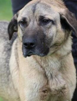 Cobola - fröhlich u. interessiert - Lohra