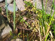 Siche Gartenpflanzen - Bremen