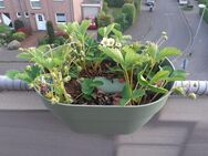 Blumenkästen mit Erdbeerpflanuen und Kräutern - Düsseldorf