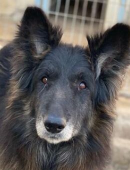 Snorre, geb. ca. 11/2017, Griechenland - Markdorf