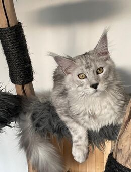 Maine Coon Kitten Kater mit Stammbaum Shaded Linie - Gunzenhausen