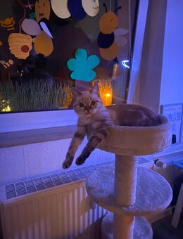 Perser mix Katze Weibchen - Duisburg