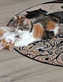 Kitten - Maincoon Mix - Rhauderfehn