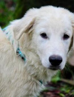 Liebenswerter Mandrake sucht Familie - Neuss