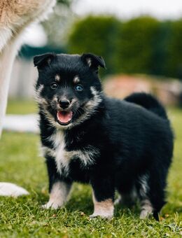 Liebevolle einmalige Pomsky F1 Welpen (Pomeranian x Husky) - Osnabrück