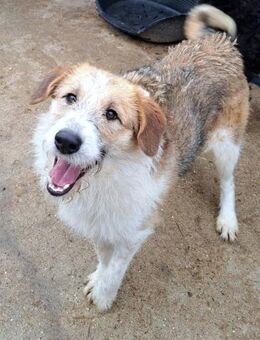 Lilly - Zauberhafte Hundeprinzessin - Obertshausen