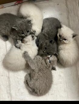 Kitten zu verkaufen - Gladbeck
