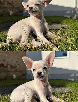 NEUAUFRUF🐶 Beide Welpen suchen ein tolles zuhause - Weida