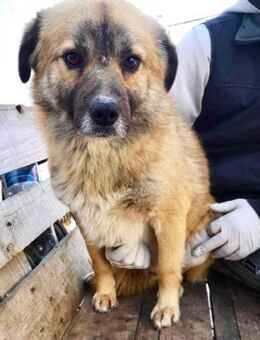 Keno - verschmust und verträglich - Koblenz