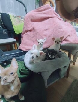 Chihuahua-Welpe zu verkaufen(weiblich) - Nürnberg