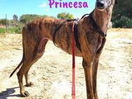 Princesa wunderschöne Galga 03/2021 ESP - Ruppertsecken