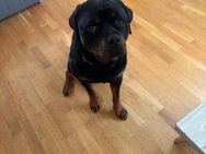 Rottweiler abzugeben - Rhede (Ems)