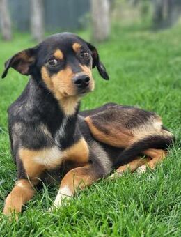 Moka von kettenlos - Bollingstedt