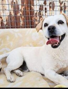 CODY (m)-aktiv, mag keine Katzen - Sankt Goar Zentrum
