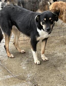 ROCCO braucht dringend ein Zuhause - Neuberg