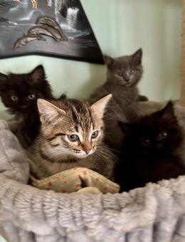 Katzenbabys Persermix/Waldkater - Geisenfeld