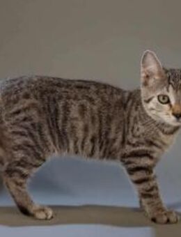 Lora, hübsches Tigerkätzchen, ca. 5 M - Vaterstetten