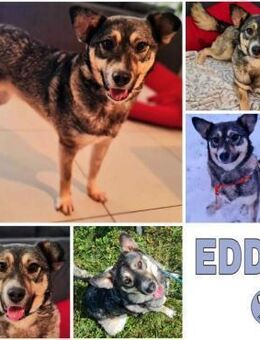 EDDA -Liebevoll, verschmust & ruhig- - Duisburg