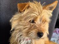 LOLA sucht ihr Zuhause - Schwerte (Hansestadt an der Ruhr)