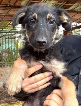 SAHAS~süßer schwarzer mit braunen Beinen - Duisburg