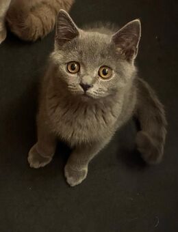 BKH Kitten Britisch Kurzhaar - Osnabrück