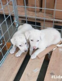 Brady sucht ein liebevolles Zuhause - Neuss