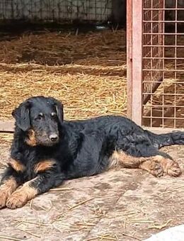 Kysa wurde gefunden - Olsberg