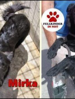 liebe Mirka sucht eine Familie - Margetshöchheim